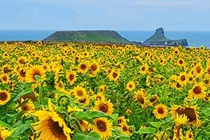 Supersize your Images.