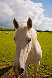 Picture to Canvas, Canvas Printing Online, Photo to Canvas, Photo on Canvas