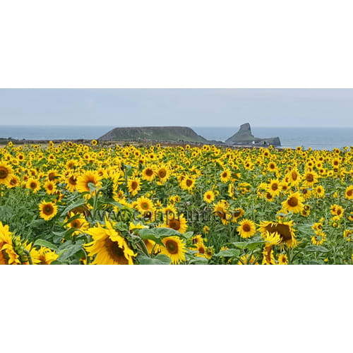 Sunflowers at Worms Head