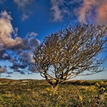 Windswept tree