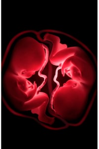 15-40 Weeks Bonding & Gender Reveal