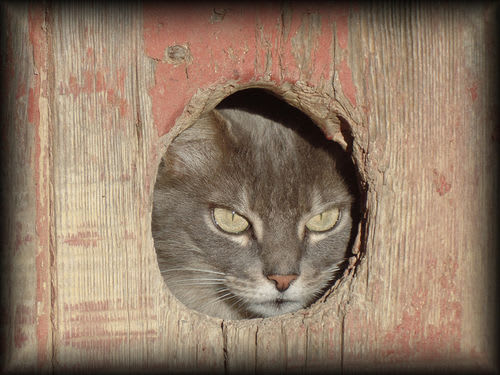 Picture to Canvas, Canvas Printing Online, Photo to Canvas, Photo on Canvas