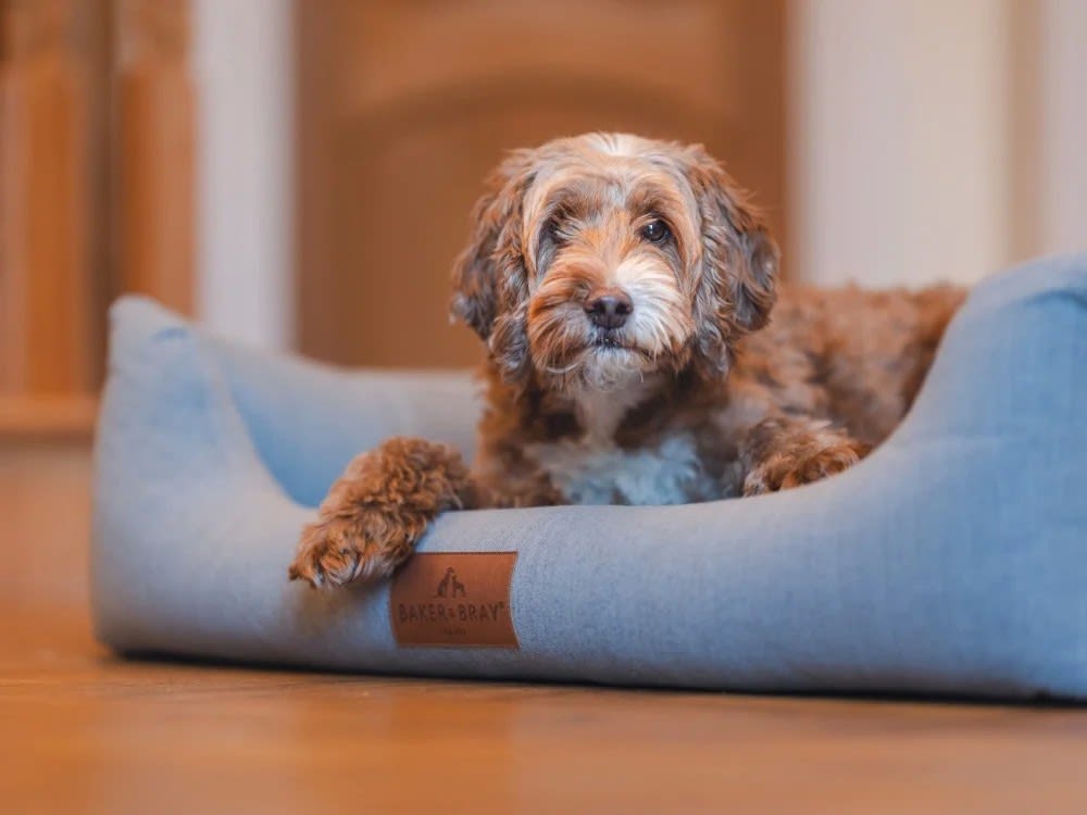 Entrepreneur acquires sustainable pet brand