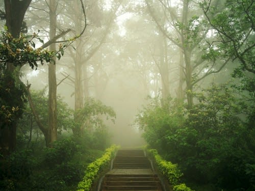 Natural Mental Health Healing