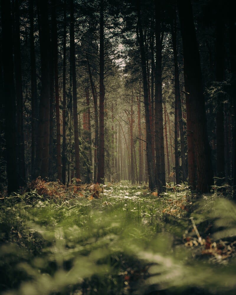 Natural Mental Health Healing
