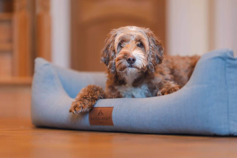 Entrepreneur acquires sustainable pet brand