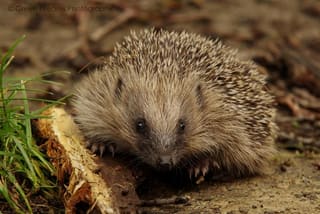 British Wildlife for Canvas