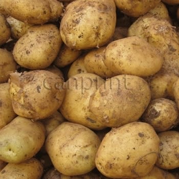 Potatoes