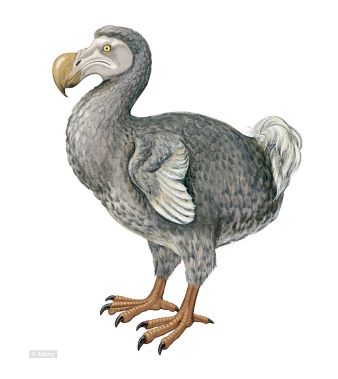 Dodo