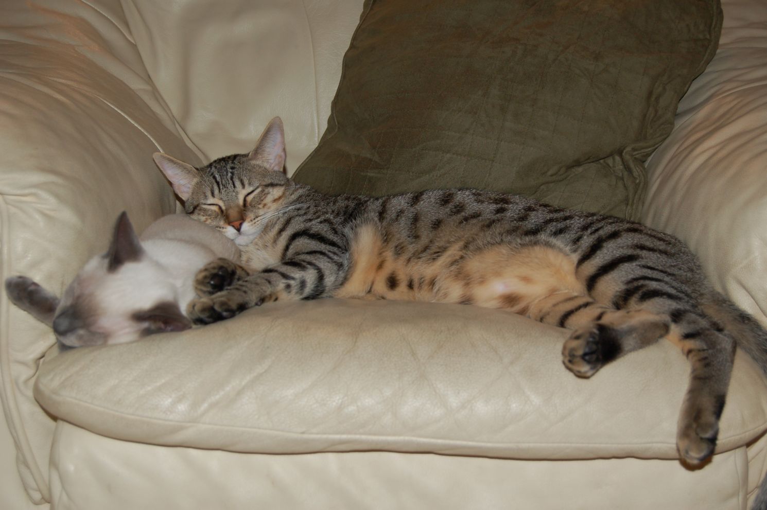 Two cats sleeping in a chair.