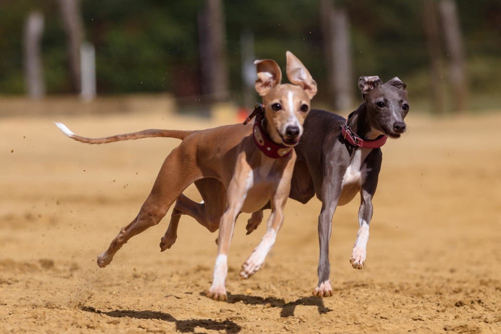 operatør kedel jeg er træt Greyhound Hvalpe til salg, Kennel, Karaktertræk, Raceportræt – MUY.dk