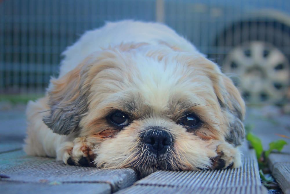 Shih tzu Hvalpe salg, Kennel, Karaktertræk, Raceportræt –