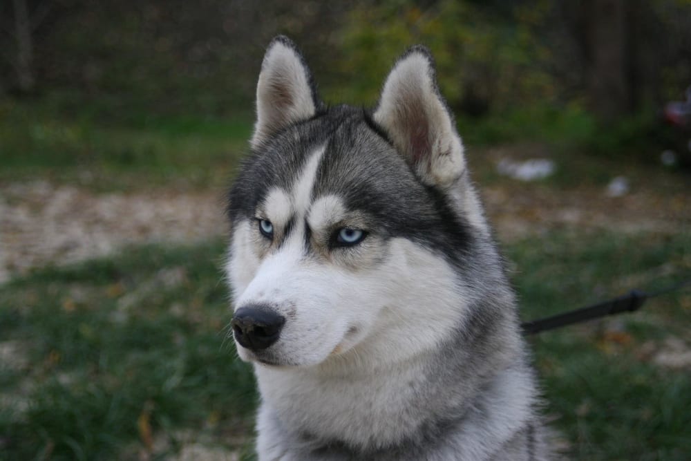 Bowling Stat Vil ikke Siberian husky Hvalpe til salg, Kennel, Karaktertræk, Raceportræt – MUY.dk