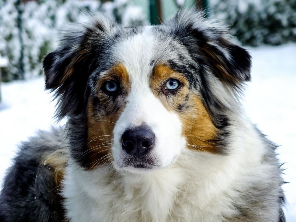 مدينة خبز الشوربة australsk shepherd -