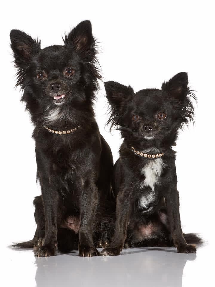 Chihuahua, langhåret til salg, Kennel, Karaktertræk, Raceportræt –