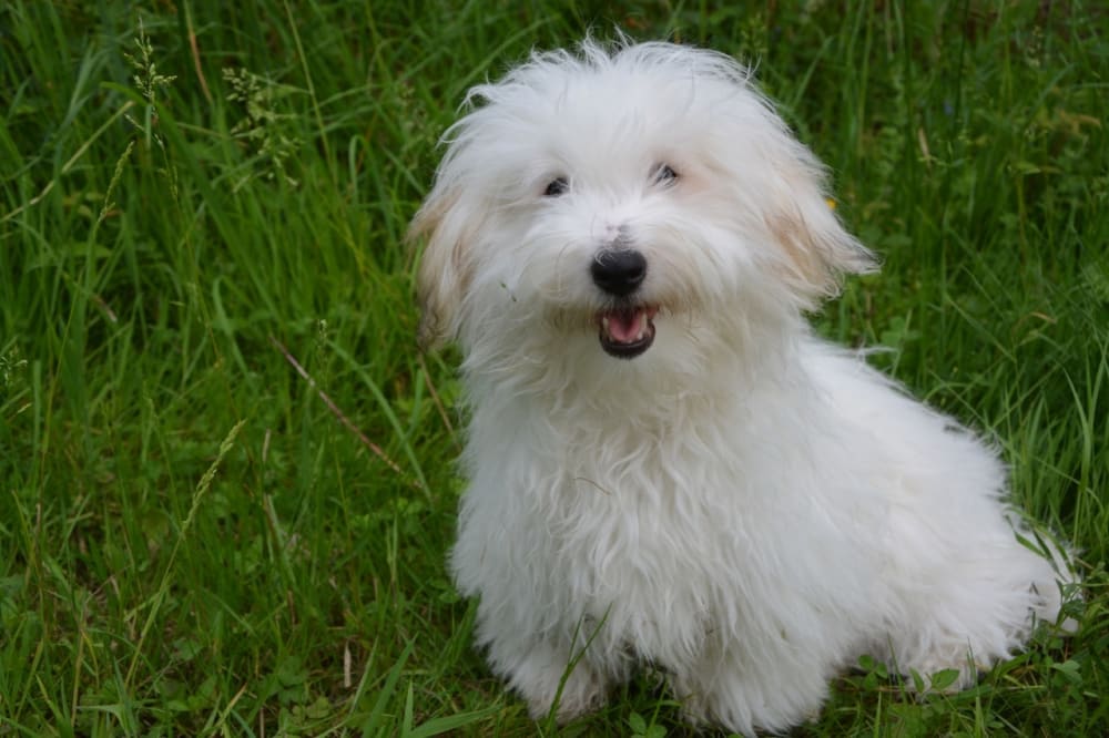 Addition romersk status Coton de tulear Hvalpe til salg, Kennel, Karaktertræk, Raceportræt – MUY.dk