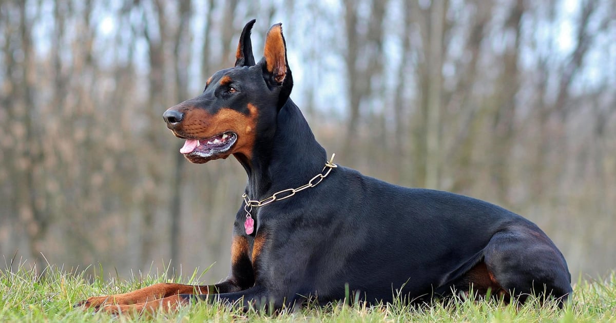 skat lunge Permanent Dobermann Hvalpe til salg, Kennel, Karaktertræk, Raceportræt – MUY.dk