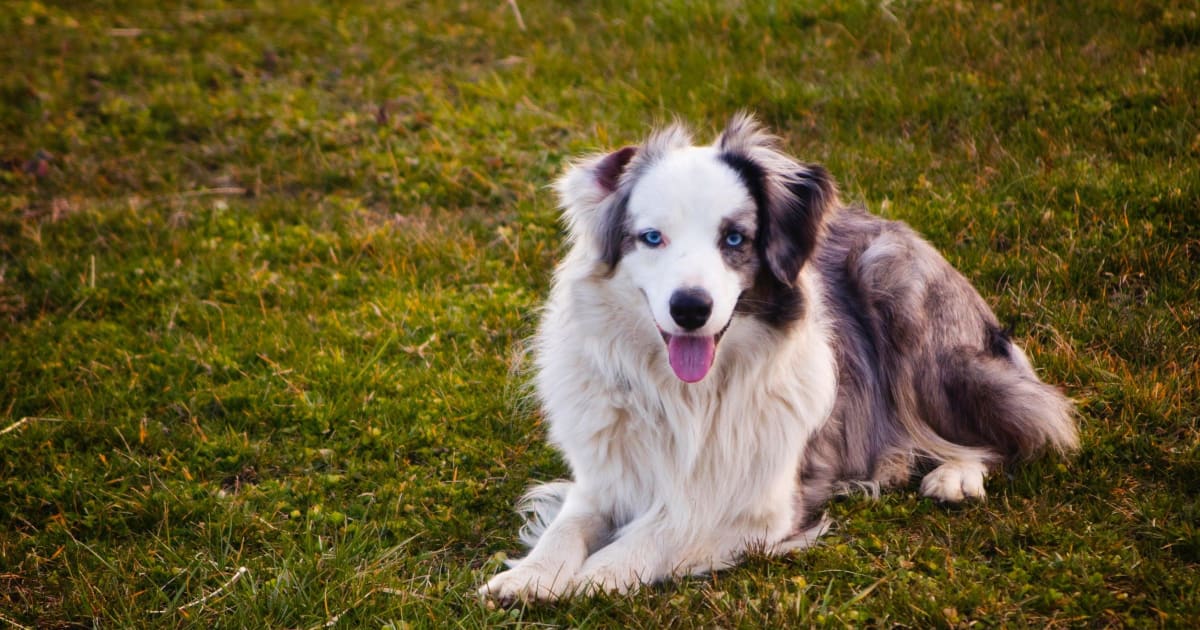 Australian shepherd til salg, Kennel, Karaktertræk, Raceportræt – MUY.dk