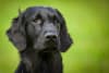 Billede af Flatcoated retriever