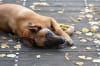 Billede af Malinois