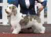 Billede af Petit basset griffon vendeen