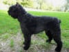 Billede af Bouvier des flandres