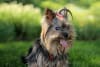 Billede af Yorkshire terrier