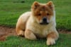 Billede af Chow chow