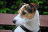 Billede af Parson russell terrier