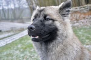 Billede af en Eurasier