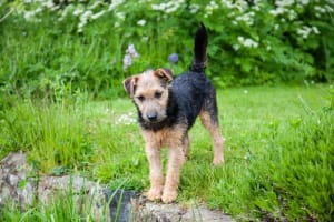 Billede af en Lakeland terrier