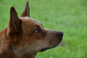 Billede af en Australsk cattle dog