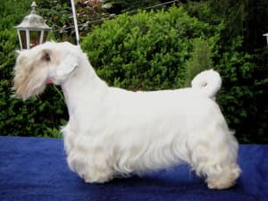 Billede af en Sealyham terrier