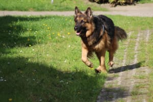 Billede af en Schæferhund, langstockh. m. underuld