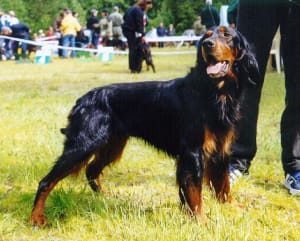 Billede af en Gordon setter