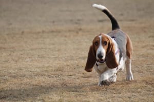 Billede af en Basset hound