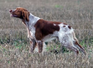 Billede af en Breton