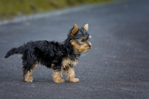 Billede af en Yorkshire terrier