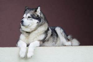 Billede af en Alaskan malamute