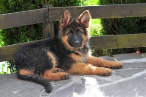 Billede af en Schæferhund, langstockh. m. underuld