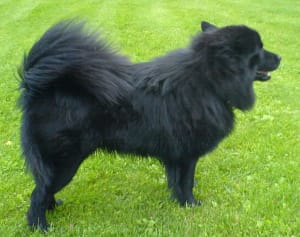 Billede af en Svensk lapphund