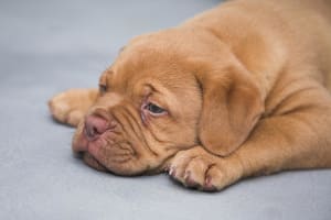 Billede af en Dogue de bordeaux