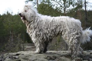Billede af en Komondor