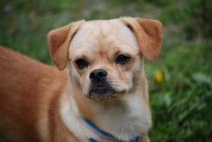 Billede af en Pekingeser