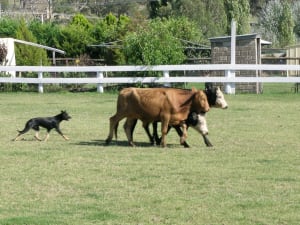 Billede af en Australian stock dog/working kelpie