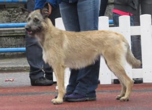 Billede af en Bouvier des ardennes