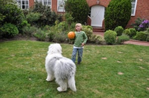 Billede af en Old english sheepdog