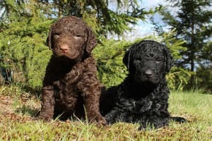 Billede af en Curly coated retriever