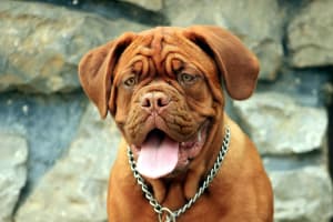 Billede af en Dogue de bordeaux