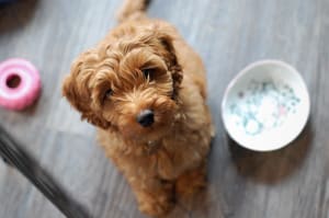 Billede af en Labradoodle